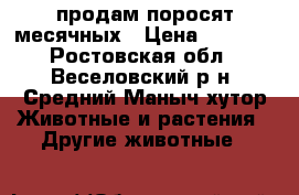 продам поросят месячных › Цена ­ 3 500 - Ростовская обл., Веселовский р-н, Средний Маныч хутор Животные и растения » Другие животные   
